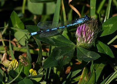 Common Bluet