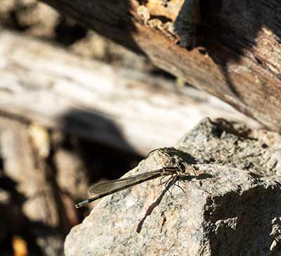 Common Bluet