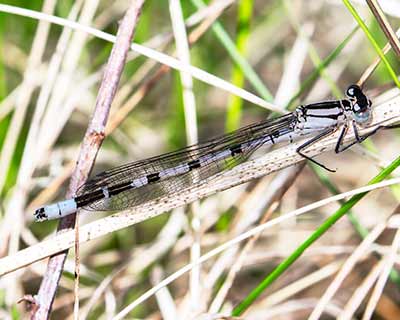 Common Bluet