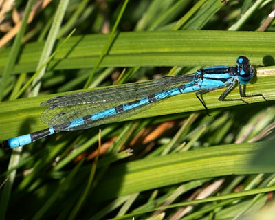 Common Bluet