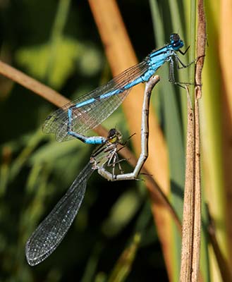 Common Bluet