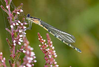 Common Bluet