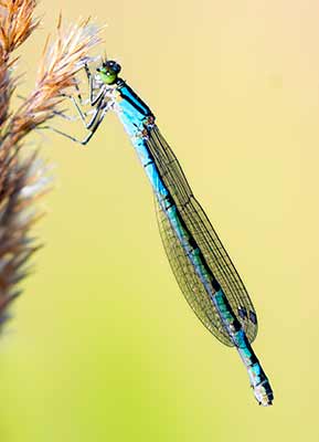 Common Bluet