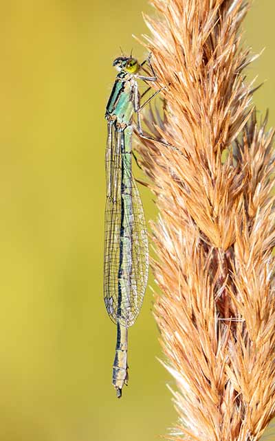 Common Bluet