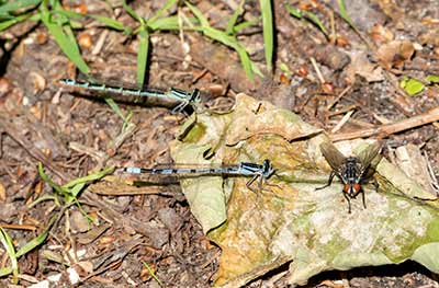 Common Bluet