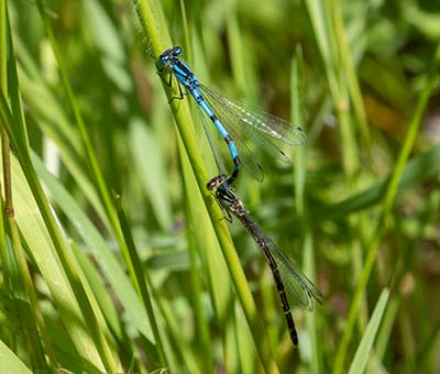 Common Bluet