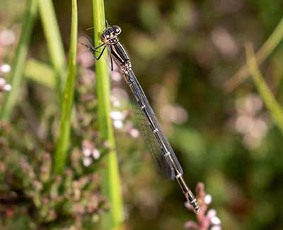 Common Bluet