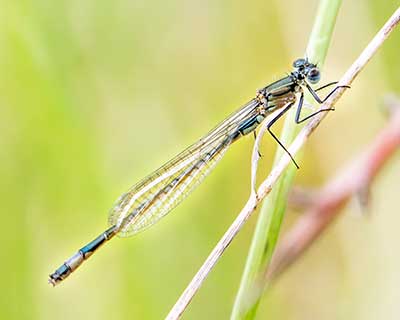 Common Bluetail