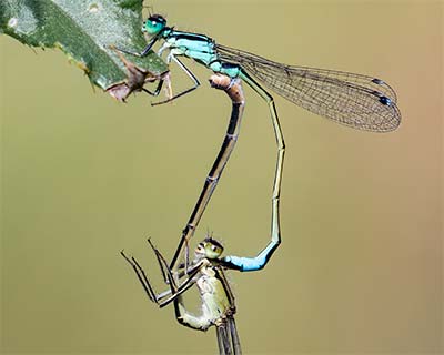 Common Bluetail