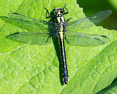 Common Clubtail