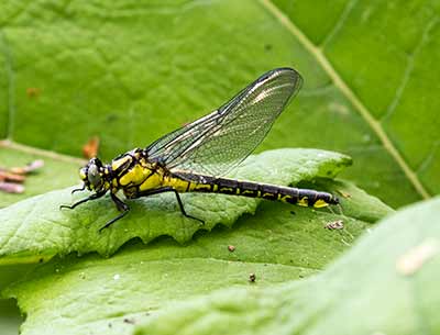 Common Clubtail