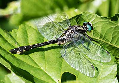 Common Clubtail