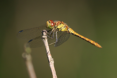 Common Darter
