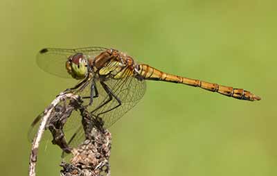 Common Darter