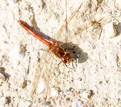 Common Darter