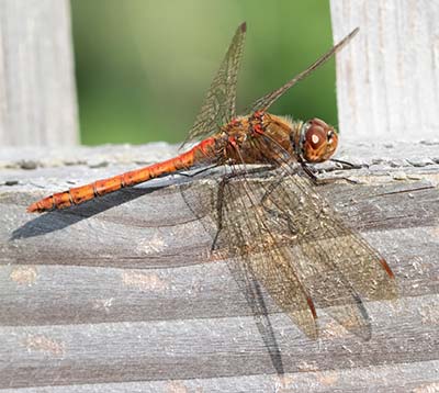 Common Darter