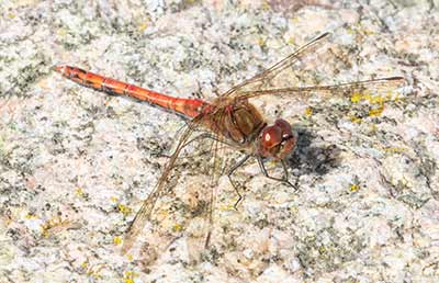 Common Darter