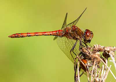 Common Darter