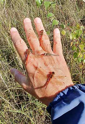 Common Darter