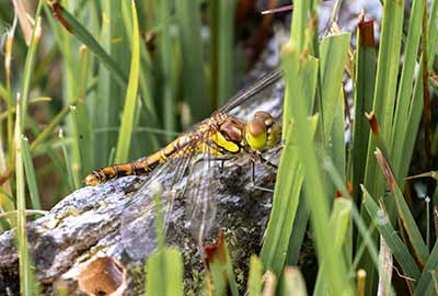 Common Darter