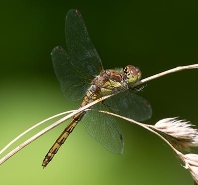 Common Darter