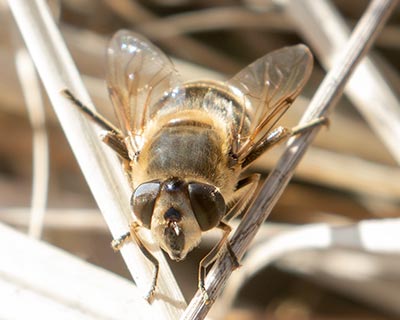 Common Drone Fly