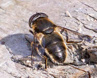 Common Lagoon Fly