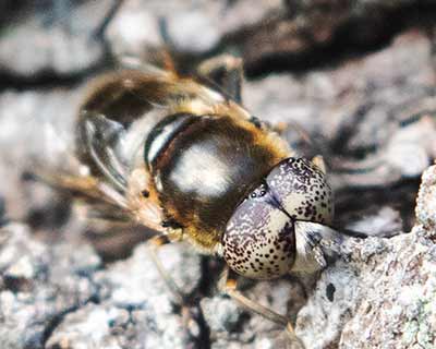Common Lagoon Fly