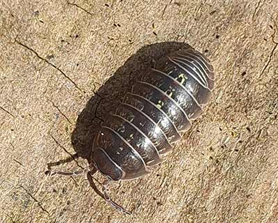 Common Pill-bug