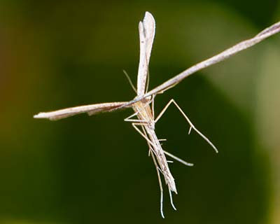 Common Plume Moth