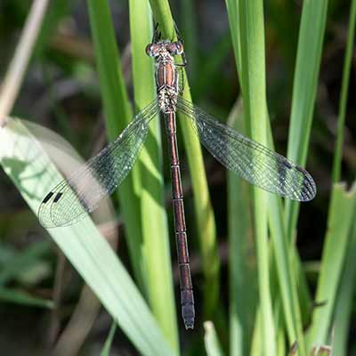 Common Spreadwing