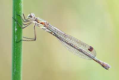 Common Spreadwing