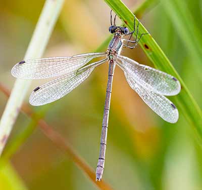 Common Spreadwing