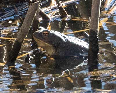 Common Toad
