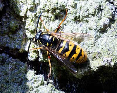 Common Wasp