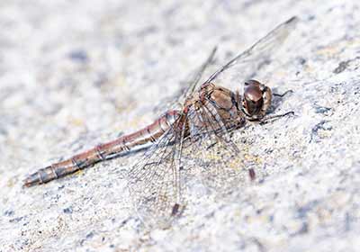 Common Darter