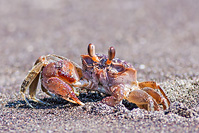 Gulf Ghost Crab