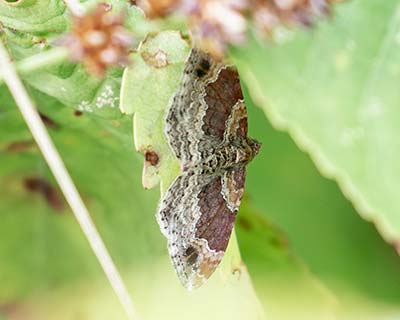 Dark-barred Twin-spot Carpet