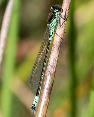 Dark Bluet