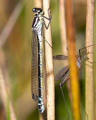 Dark Bluet