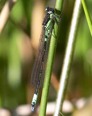 Dark Bluet