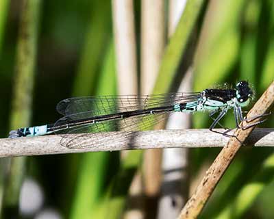 Dark Bluet