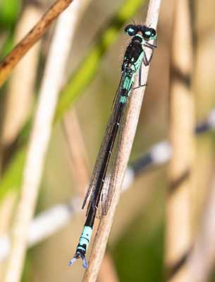 Dark Bluet