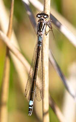 Dark Bluet