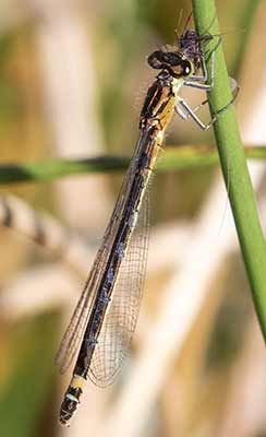 Dark Bluet