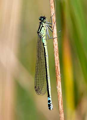 Dark Bluet