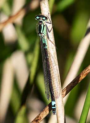 Dark Bluet