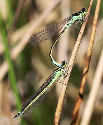 Dark Bluet