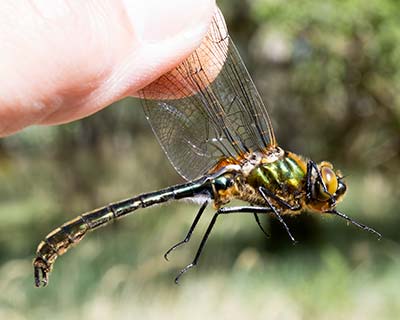 Downy Emerald