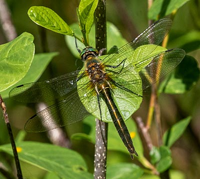 Downy Emerald